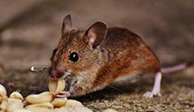 24 Hour & Emergency Exterminators in Lorain, OH